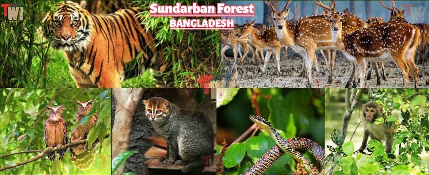 Sundarban Tour