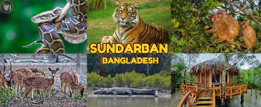 SUNDARBAN FOREST