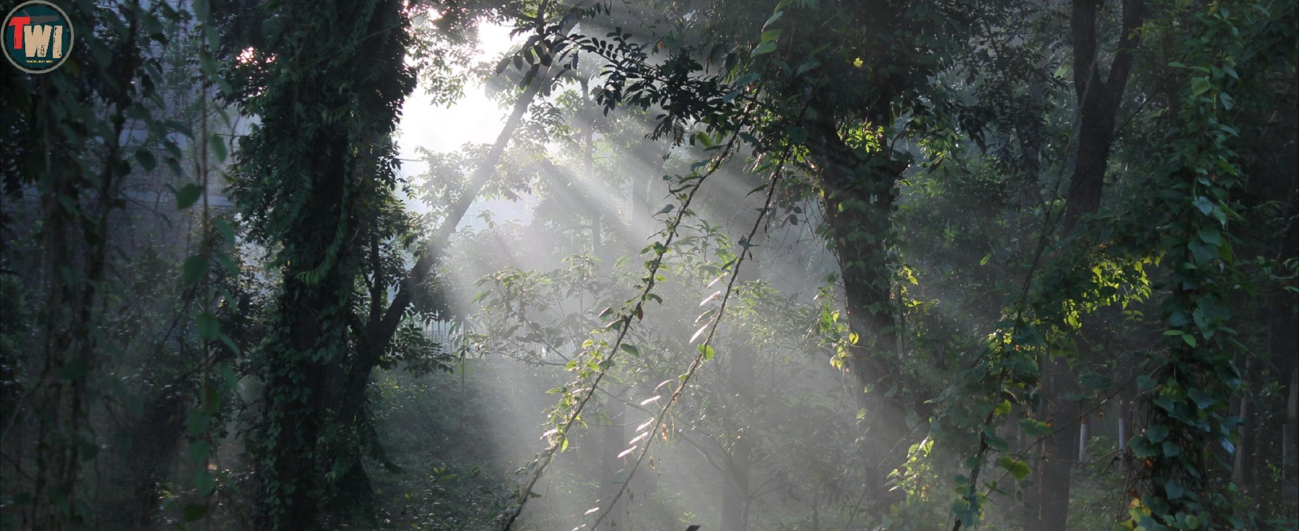 Ratargul Swamp Forest