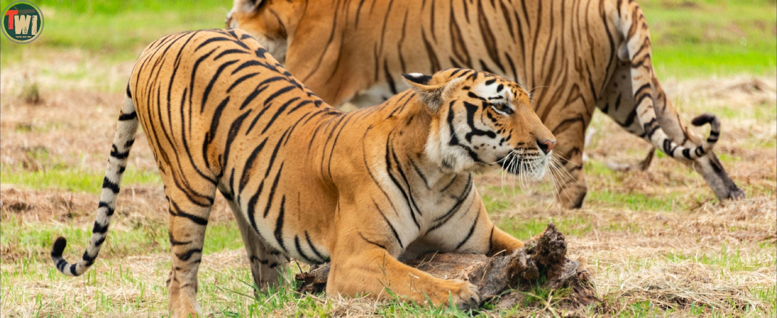 Sundarban forest bangladesh